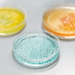 Close-up of colorful petri dishes used in a laboratory for scientific experiments.