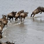 A dramatic scene of wildebeest crossing a river during migration in the Serengeti.