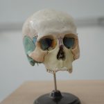 Detailed model of human skull used in biology and anatomy education.