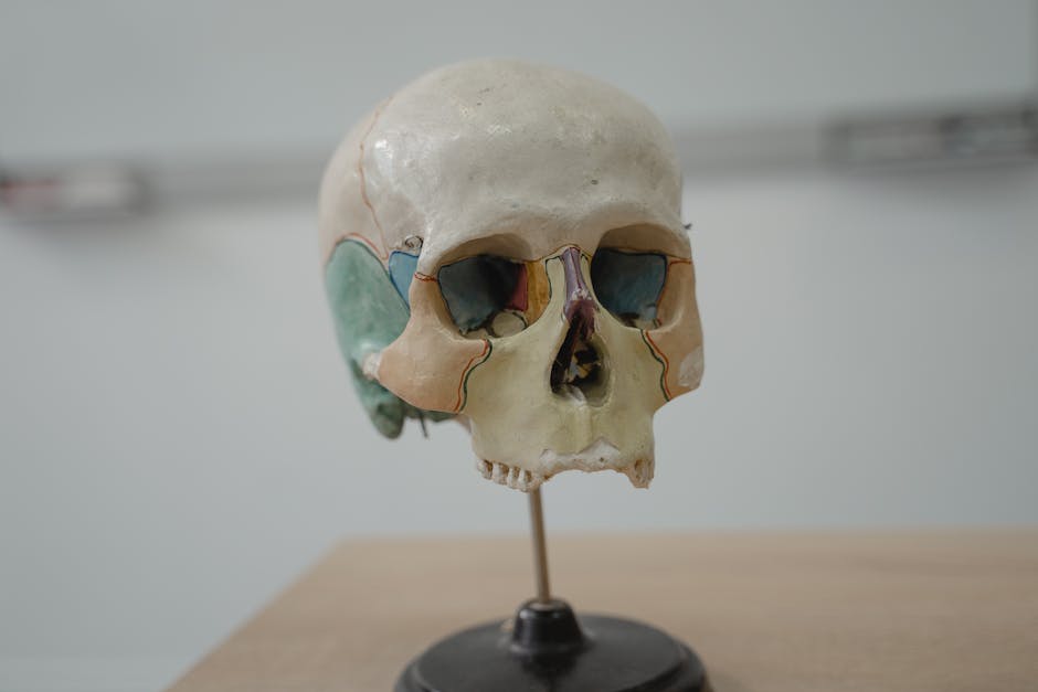 Detailed model of human skull used in biology and anatomy education.