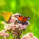 Close-up of vibrant butterflies and flowers in nature showcasing pollination.