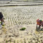 Women planting rice seedlings in a paddy field in Tarapith, India, showcasing traditional farming.