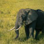 A lone African elephant grazes peacefully in a lush savanna landscape, showcasing nature's beauty.