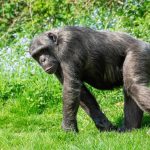 A chimpanzee strolling through vibrant green grass on a sunny day.