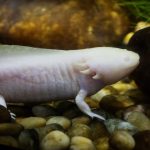 Captivating close-up of an albino axolotl swimming among rocks in a aquarium environment.