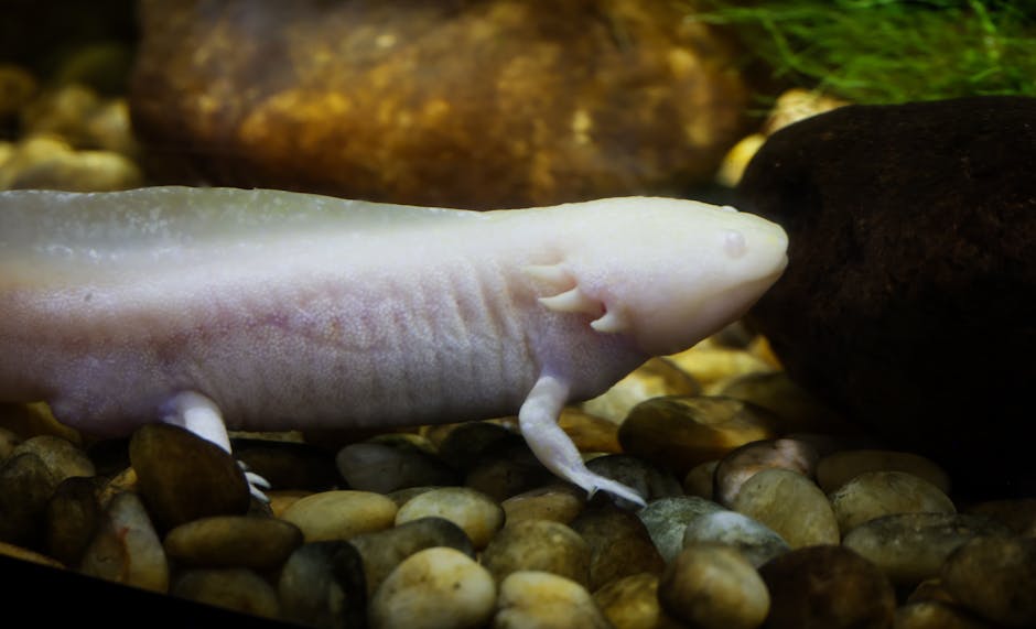 Captivating close-up of an albino axolotl swimming among rocks in a aquarium environment.