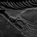 Detailed close-up of fossilized dinosaur bones preserved in rock formation.