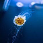 Stunning close-up of a jellyfish with vibrant colors against a serene blue underwater background.