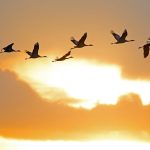 A flock of cranes silhouetted against a vibrant sunset sky in Drebber, Germany.