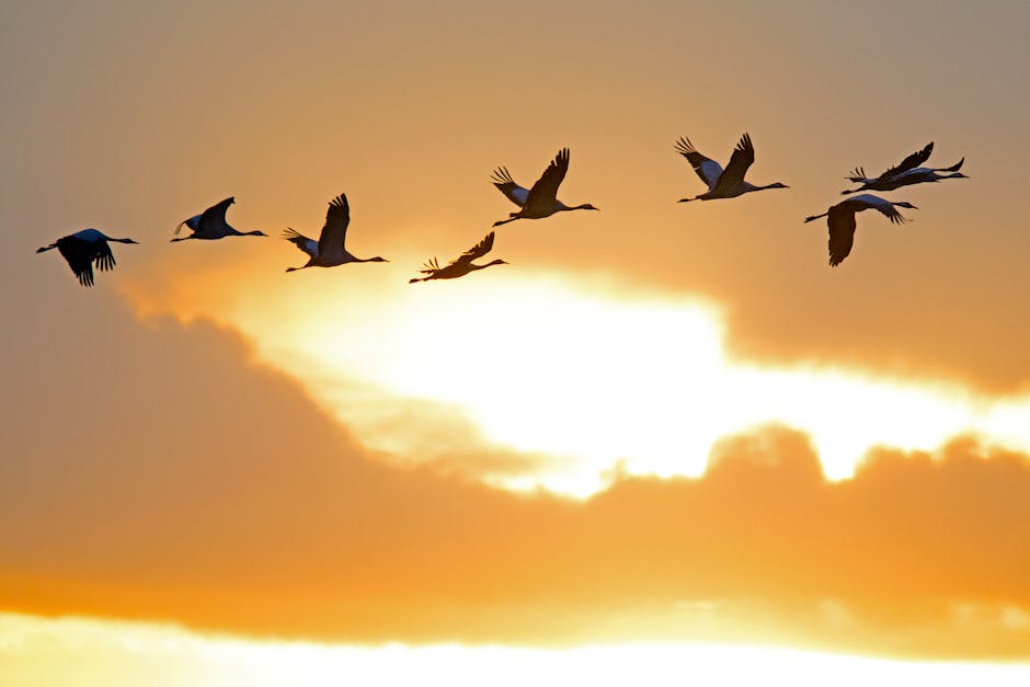 A flock of cranes silhouetted against a vibrant sunset sky in Drebber, Germany.