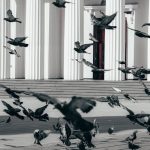 Kit of pigeons soaring near ground against white historic building with massive columns in sunlight